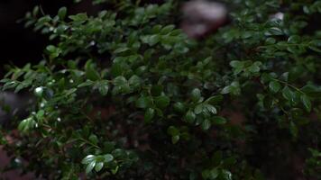 Fresh green evergreen boxwood leaves in close-up swaying in the wind in the evening. The concept of greenery, natural pattern, natural texture. video