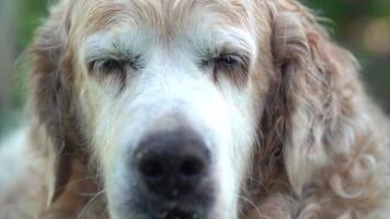 fechar acima Visão do dourado retriever abertura Está olhos. sonolento Castanho cachorro com uma branco focinho com seletivo foco em olhos video
