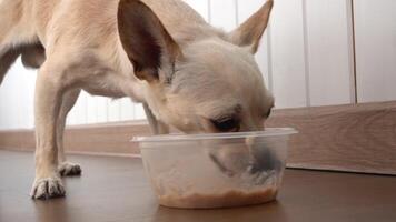 Close-up of a Chihuahua licking a plastic bowl with wet food standing on the floor in a spacious bright room video