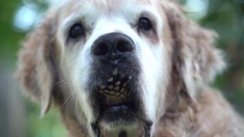 Close-up of a Labrador Retriever's head with a lump in its mouth against a background of unfocused trees and sky video