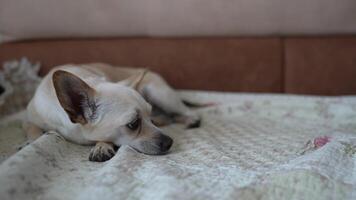A chihuahua crossbreed lies on a bed in a bright room and looks away blinking his eyes. The concept of rest after a long walk video