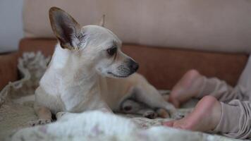 The dog is lying on the bed, resting in the house, a baby crawls nearby and interferes with sleep. A tired chihuahua sleeps alone on the sofa in the living room. video