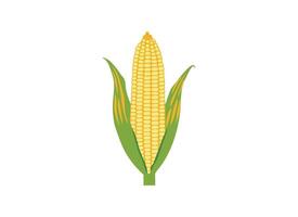Illustration of Fresh Corn on the Cob with Husk vector
