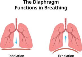 The Diaphragm Functions Breathing Colorful Design Illustration vector