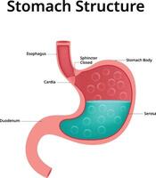 Stomach Structure Science Design Illustration vector