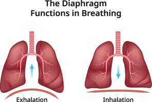 The Diaphragm Functions Breathing Design Illustration vector