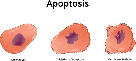Apoptosis Science Colorful Design Illustration vector