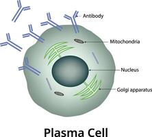 Plasma Cell Science Colorful Design Illustration vector