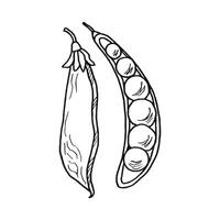Black and white drawing of green peas, closed and open pea pod with peas inside. Contour illustration in doodle style. vector