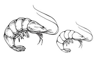 Shrimp raw and cooked isolated on white background. ink vintage engraving illustration for menu, web and label. Hand drawn in a graphic style linear drawing seafood vector
