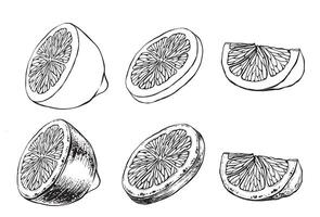 Set of slices of lemon or a quarter of an orange isolated on white background. ink vintage engraving illustration for menu, web and label. Hand drawn in a graphic style linear drawing fruit. vector