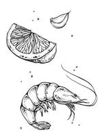 Set of slice of lemon, shrimp, garlic and salt or a quarter of an orange isolated on white background. ink vintage engraving illustration for menu. Hand drawn in a graphic style linear drawing. vector