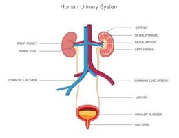 The human urinary system filters waste, balances fluids, and includes kidneys, bladder, and urethra vector