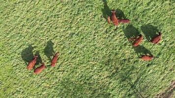 aerial zenithal drone footage of cows grazing in a pasture video