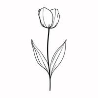 Outline tulip flower on stem isolated on white background. Hand drawn simple design element., icon, logotype, print vector
