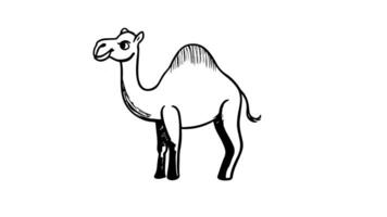 Animation forms a sketch of a camel icon video