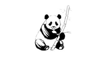forms a sketch of a panda eating bamboo icon video