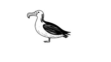 forms a sketch of the albatross bird icon video