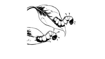 Animation forms a sketch of a caterpillar and leaf icon video