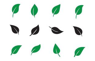 Green Leaf icon Birch leaf. Leaf icon set vector