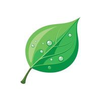 A green leaf with water droplets on it vector