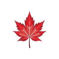 A red maple leaf on a white background vector