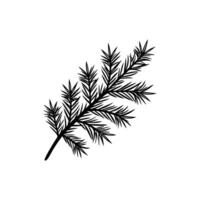 A black and white illustration of a pine branch vector