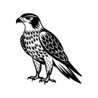 A black and white illustration of a falcon vector