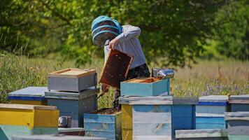 Apiarist examining frame with bees. Hardworking bees flying over the hives. Blue and yellow bee houses on summer nature background. video