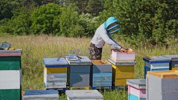 Apiculture process. Beekeeper in protective hat working with wooden boxes. Apiarist inspects bees in the beehive in the garden. Apiary in summer. video