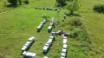 Rows of beehives in nature. Wooden hives on green grass in summer. Bees flying close to camera on apiary background. Beekeeper works on a bee farm. Aerial view. video
