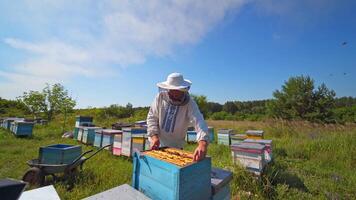 Honey cell with bees in a sunny day. Apiculture. Apiary. Man working in apiary. Protective clothes. Apiculture. Beekeeping concept. of working apiarist. video