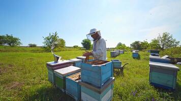 Apiary on field. Beekeeper holds a honey frame with bees in hands. Beekeeper at work near the wooden hive. Farmer taking out honeycombs. video