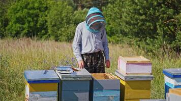 Apiary among nature. Beekeeper takes frames with honey out from the hive . Experienced apiarist working near wooden beehives. Beekeeping concept. video