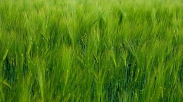 Green spikelets background. Agricultural plants growing on field in summer. The wind moves organic plants. Fresh spikelets swaying. Close-up. video