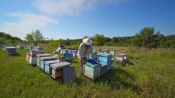 Apiculture in nature. Beekeeper caucasian man takes out beehive honeycomb frame in apiary garden. Natural production of delicious honey. Beekeeping business. video