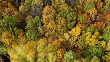 Autumn nature. Colorful tops of deciduous trees in the forest in fall season. Bright colors of woods from above. Top aerial view. video