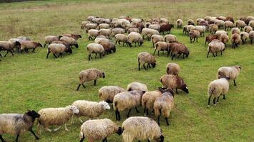 Herd of sheep walk on field. Group of nice domestic animals on pasture. Fluffy well-groomed sheep returning to farm from grazing. video