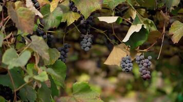 Grapes on vine branches. Fresh organic fruit hanging in a vineyard. Purple grapes berries and leaves background in sunny day. video