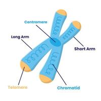 Chromosome Structure Flat Illustration. Clean Icon Design Element on Isolated White Background vector