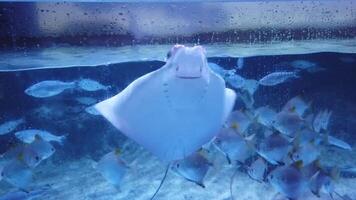 a stingray swimming in an aquarium, facing the camera directly. The stingray is surrounded by several smaller fish, and the water has a blue tint. video
