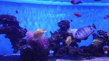 varios vistoso pescado son nadando alrededor intrincado coral arrecifes, con el azul Encendiendo mejorando el vívido colores y creando un sereno ambiente. video
