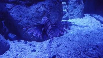 The lionfish is positioned near a rocky structure within the tank, and the environment is illuminated with blue lighting, giving the scene a serene underwater appearance. video