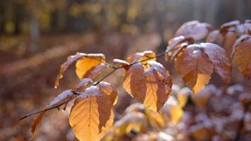 Forest in the mountains. First snow in autumn wood. Beautiful Landscape. Fall. Autumn mood. close-up video
