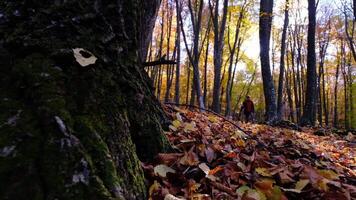 man with a backpack walks alone on a forest road. One 30s Tourist Walks on an Adventure Trip in Natural Landscape in Hike on a Environment video