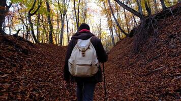 hipster man is enjoying nature, walking alone in sunny forest at autumn day, backpacker is exploring area, hiking and relaxing at autumn forest video