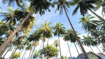 Serene Tropical Path Flanked by Swaying Palm Trees and Lush Greenery video