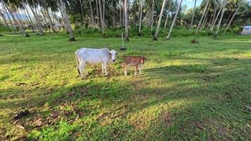 This image depicts a serene and picturesque tropical landscape, showcasing a lush green meadow with grazing cows. The scene is framed by tall palm trees, creating a peaceful and idyllic atmosphere. video