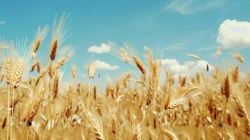 Golden wheat field swaying under blue sky with clouds video