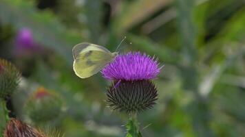 Butterfly sitting on a flower and extracting nectar. video